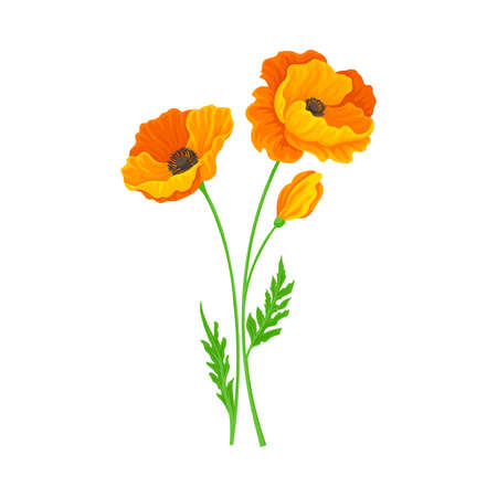 Golden Poppy or California Poppy Flower as Flowering Plant Vector Illustrationのイラスト素材