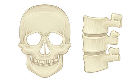 Bone and Joints as Parts of Human Skeleton Vector Setのイラスト素材