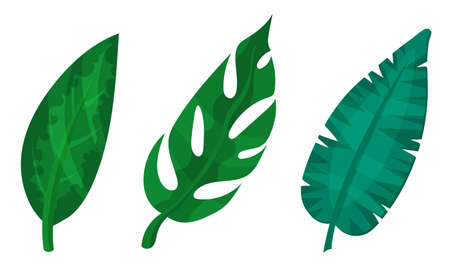 Green Tropical Leaves as Exotic Flora Vector Setのイラスト素材