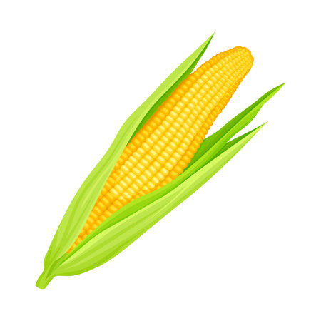 Corn Cob Ripe Vegetable as Organic Food Vector Illustration