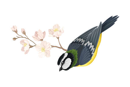 Garden Tit Perching on Branch with Apple Blossom Vector Illustrationのイラスト素材