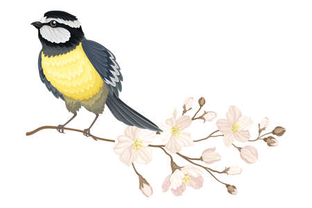 Garden Tit Perching on Branch with Apple Blossom Vector Illustrationのイラスト素材