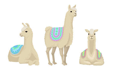White Wooly Llama or Alpaca as Domesticated South American Camelid Vector Setのイラスト素材