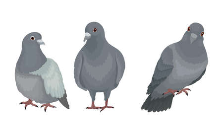 Grey Domestic Pigeon or Dove as Feathered Bird Vector Setのイラスト素材