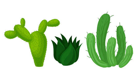 Cactus as Spiny Plant Living in Dry Environments Vector Setのイラスト素材