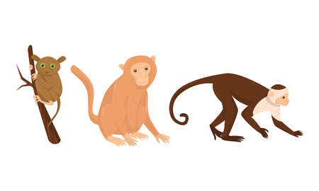 Monkey with Tarsier Sitting on Tree Branch Vector Setのイラスト素材
