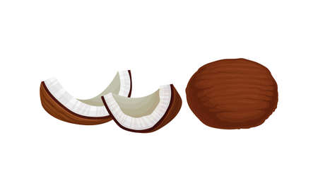 Cracked Coconut with Hard Shell and Fibrous Husk Showing White Inner Flesh Vector Setのイラスト素材