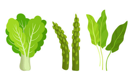 Green Vegetables with Lettuce Leaf and Asparagus Vector Setのイラスト素材