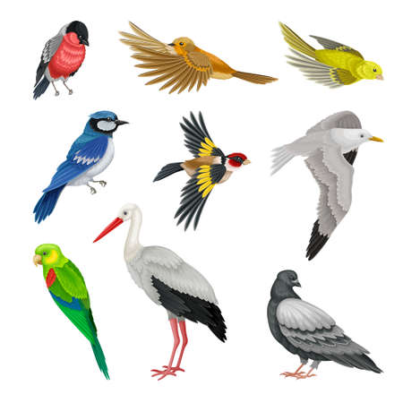 Birds as Warm-blooded Vertebrates or Aves with Feathers and Toothless Beaked Jaws Vector Setのイラスト素材