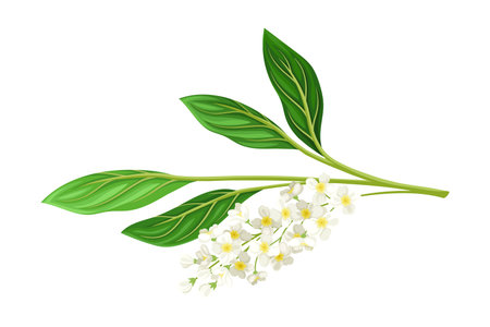 Florescent of Flower Branch with Lush Petals and Green Leaves Vector Illustrationのイラスト素材