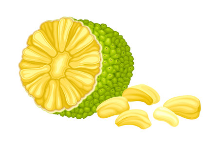 Ripe Jackfruit with Green Pimpled Shell and Fibrous Core Vector Illustration