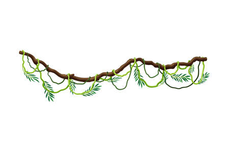 Liana with Long Stem and Stiff Branch as Woody Vine Vector Illustrationのイラスト素材