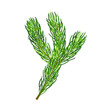 Green Pine Tree Evergreen Branch with Needle Leaves Vector Illustrationのイラスト素材