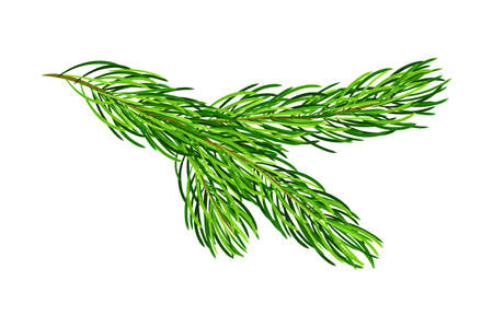 Green Pine Tree Evergreen Branch with Needle Leaves Vector Illustrationのイラスト素材