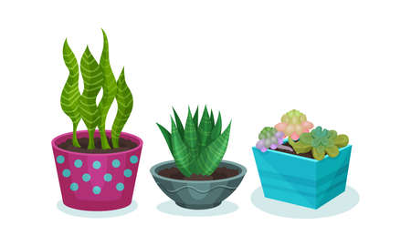 Succulent Plants Growing in Ceramic Flowerpots Vector Setのイラスト素材