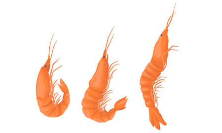 Cooked Shrimp or Prawn as Crustaceans Seafood Vector Setのイラスト素材