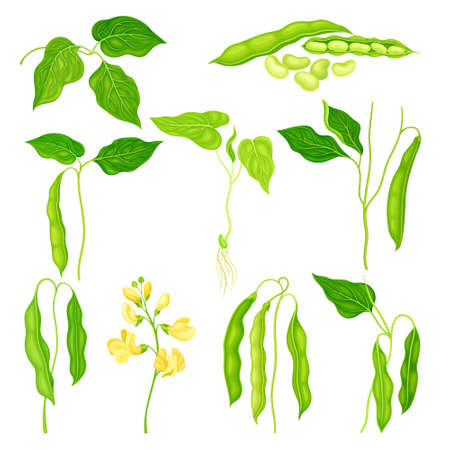 Flowering Bean Plant with Pod and Seeds as Vegetable Crop Vector Setのイラスト素材