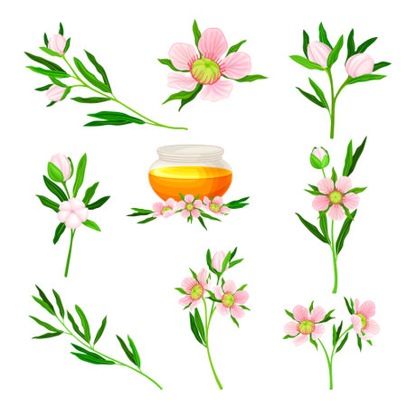 マヌカ蜂蜜の写真 イラスト素材一覧 435件 ストックフォトのamanaimages Plus