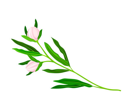 Closed Flower Bud of Manuka Flowering Plant Vector Illustrationのイラスト素材