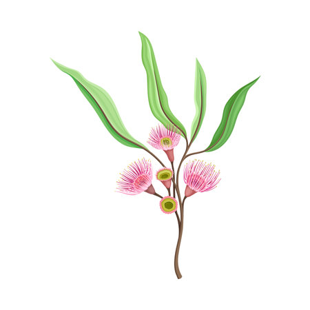 Eucalyptus Flowering Tree Branch with Narrow Waxy Leaves and Pink Bud with Fluffy Stamens Vector Illustrationのイラスト素材
