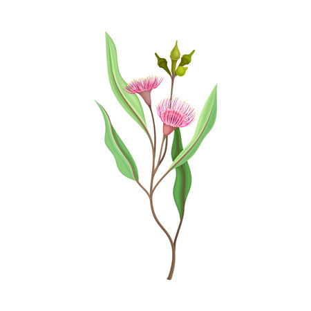 Eucalyptus Flower Twig with Woody Fruits or Cone-shaped Capsules Vector Illustrationのイラスト素材