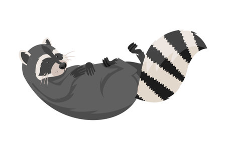 Curious Raccoon Animal Lying on Its Back with Paws Up Vector Illustrationのイラスト素材
