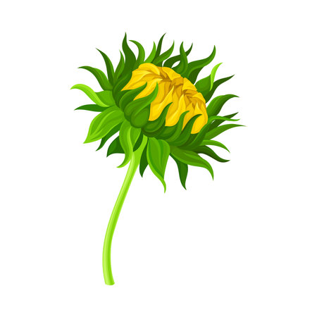 Green Stem of Sunflower with Closed Flower Head Vector Illustrationのイラスト素材