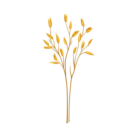 Oat Grass Specie as Wildflower or Herbaceous Flowering Plant Vector Illustrationのイラスト素材