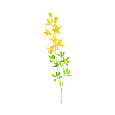 Wildflower Specie or Herbaceous Flowering Plant with Yellow Florets Vector Illustrationのイラスト素材