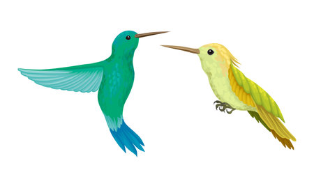 Colibri or Hummingbird with Beating Wings and Bright Plumage Vector Setの素材 [FY310161031721]