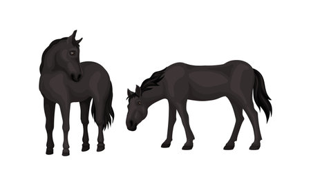Horse Breed as Domestic Odd-toed Ungulate Mammal Vector Setのイラスト素材