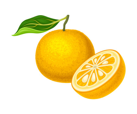 Citrus Fruit with Half Showing Juicy Segment Vector Illustrationのイラスト素材