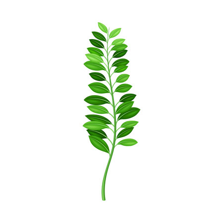 Fern or Frond with Leaves and Erect Stem Vector Illustrationのイラスト素材