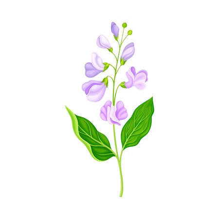Flower Stem or Stalk with Violet Buds as Meadow or Field Plant Vector Illustrationのイラスト素材