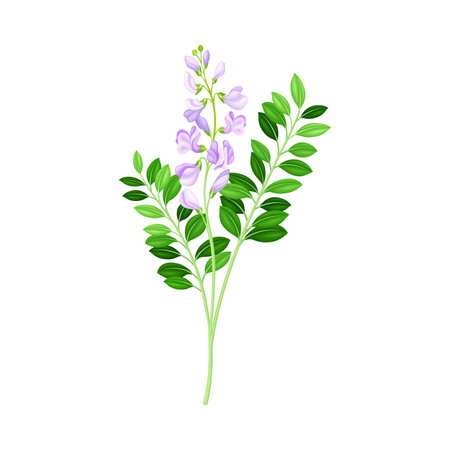 Flowering Plant with Purple Florets on Stem as Medical Herb Vector Illustrationのイラスト素材
