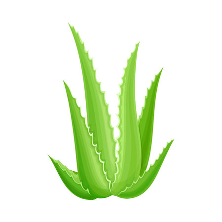 Aloe Vera Succulent Plant With Thick Leaves As Medical Herb Vector Illustrationのイラスト素材 イメージマート