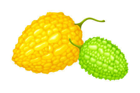 Whole Momordica Charantia or Bitter Melon as Tropical Edible Fruit Vector Illustrationのイラスト素材
