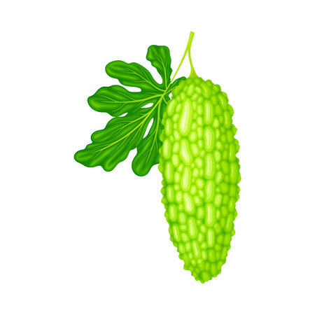 Green Bitter Gourd or Momordica Charantia as Tropical Edible Fruit Vector Illustrationのイラスト素材