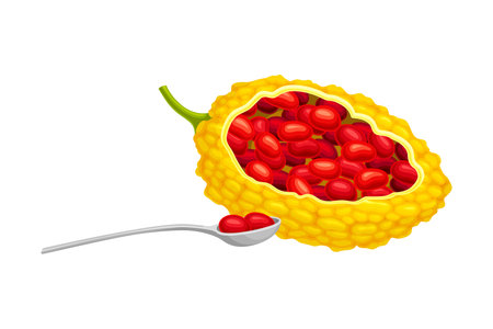 Momordica Charantia or Bitter Melon with Exposed Seeds Covered with Red Pulp as Tropical Edible Fruit Vector Illustrationのイラスト素材
