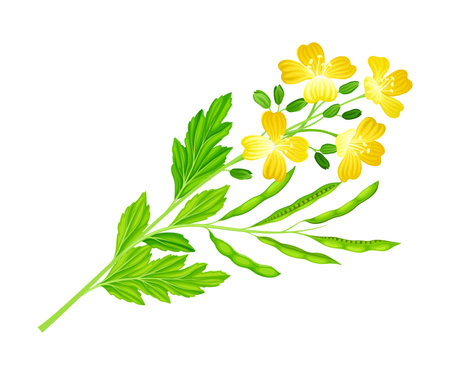 Mustard Flowering Plant Specie with Yellow Flowers Vector Illustrationのイラスト素材