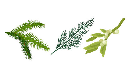 Green Pine or Fir Tree Evergreen Branch with Needle Leaves and Mistletoe Vector Setのイラスト素材