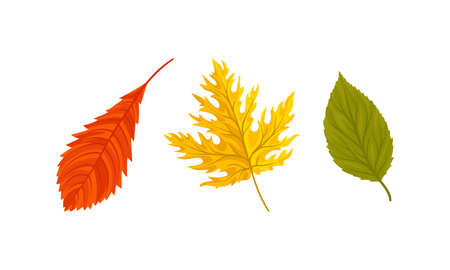 Bright Autumn Leaf with Fibres and Broad, Flat and Thin Surface Vector Setのイラスト素材