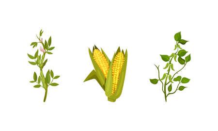 Cereal and Legume Plants with Hanging Pods and Grain Vector Setのイラスト素材