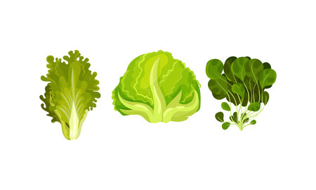 Leaf Vegetables or Salad Greens as Edible Plant Vector Set