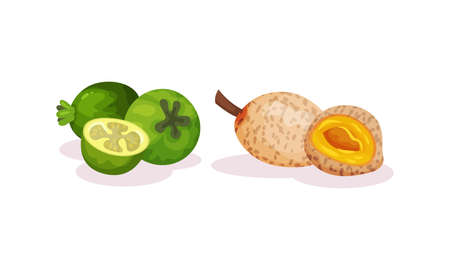 Ripe Exotic Fruits with Longan Showing Pulp Vector Setのイラスト素材