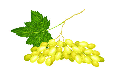 Cluster of Yellow Grape with Ellipsoid Berries Vector Illustrationのイラスト素材