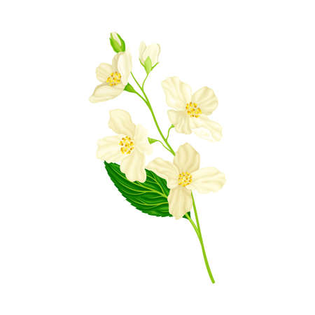 Branch of White Jasmine Fragrant Flowers on Stem with Green Leaves Closeup View Vector Illustrationのイラスト素材