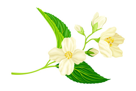 Jasmine Plant Specie on Stem with White Fragrant Flowers Closeup View Vector Illustrationのイラスト素材