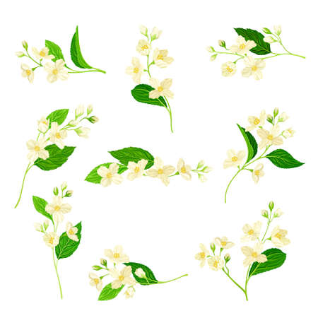 Jasmine Plant Specie on Stem with White Fragrant Flowers Vector Setのイラスト素材