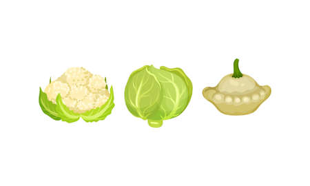 Ripe Vegetables as Healthy Raw Food with Cauliflower and Custard Squash Vector Setのイラスト素材